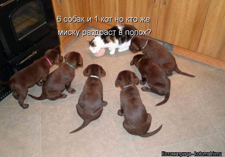 6 собак и 1 кот но кто же миску раздраст в полох?... Котоматрица: 6 собак и 1 кот но кто же миску раздраст в полох?