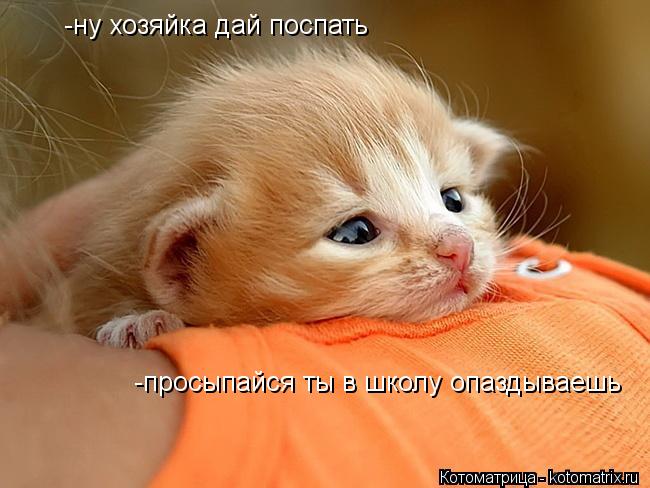 -ну хозяйка дай поспать -просыпайся ты в школу опаздываешь... Котоматрица: -ну хозяйка дай поспать -просыпайся ты в школу опаздываешь