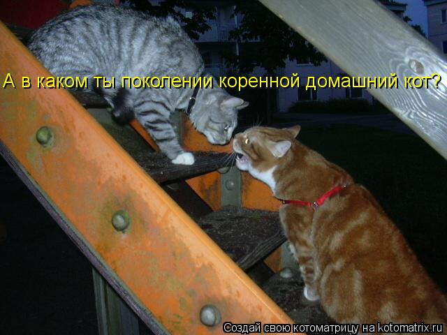 А в каком ты поколении коренной домашний кот?... Котоматрица: А в каком ты поколении коренной домашний кот?