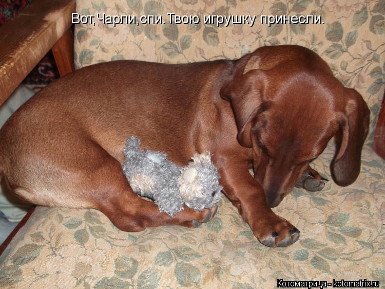 Вот,Чарли,спи.Твою игрушку принесли.... Котоматрица: Вот,Чарли,спи.Твою игрушку принесли.