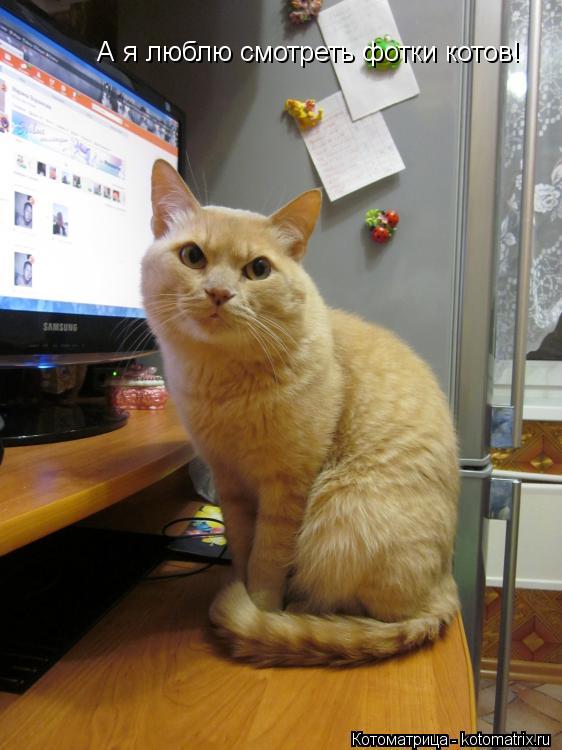 А я люблю смотреть фотки котов!... Котоматрица: А я люблю смотреть фотки котов!