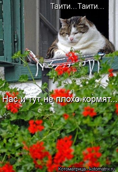 Таити...Таити... Нас и тут не плохо кормят....... Котоматрица: Таити...Таити... Нас и тут не плохо кормят....