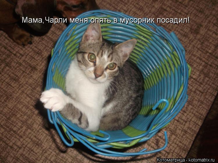Мама,Чарли меня опять в мусорник посадил!... Котоматрица: Мама,Чарли меня опять в мусорник посадил!