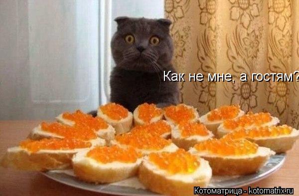 Как не мне, а гостям?... Котоматрица: Как не мне, а гостям?