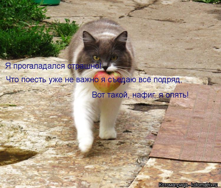Я прогаладался страшно! Что поесть уже не важно я съедаю всё подряд, Вот такой, нафиг, я опять!... Котоматрица: Я прогаладался страшно! Что поесть уже не важно я съедаю всё подряд, Вот такой, нафиг, я опять!
