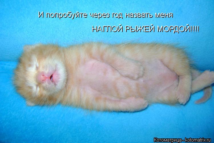 И попробуйте через год назвать меня НАГЛОЙ РЫЖЕЙ МОРДОЙ!!!!... Котоматрица: И попробуйте через год назвать меня НАГЛОЙ РЫЖЕЙ МОРДОЙ!!!!