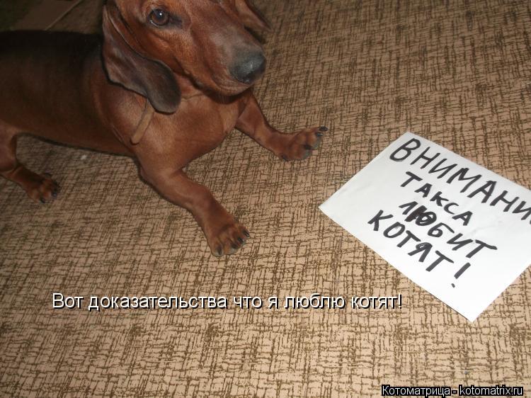 Вот доказательства что я люблю котят!... Котоматрица: Вот доказательства что я люблю котят!