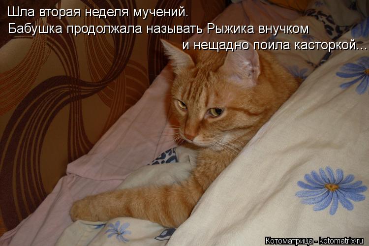 Шла вторая неделя мучений. Бабушка продолжала называть Рыжика внучком и нещадно поила касторкой...... Котоматрица: Шла вторая неделя мучений. Бабушка продолжала называть Рыжика внучком и нещадно поила касторкой...