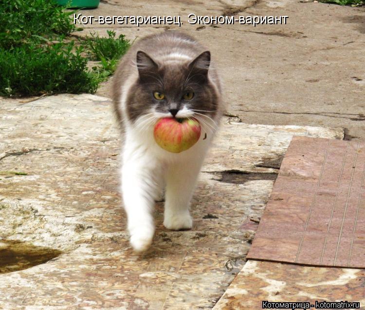 Кот-вегетарианец. Эконом-вариант... Котоматрица: Кот-вегетарианец. Эконом-вариант