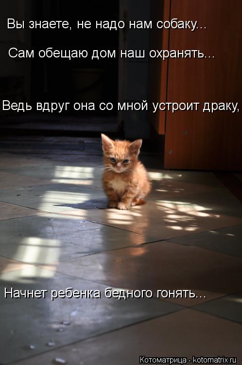 Вы знаете, не надо нам собаку... Сам обещаю дом наш охранять... Начнет ребенка бедного гонять... Ведь... Котоматрица: Вы знаете, не надо нам собаку... Сам обещаю дом наш охранять... Начнет ребенка бедного гонять... Ведь вдруг она со мной устроит драку,