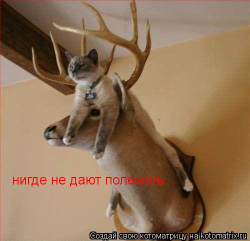 нигде не дают полежать...... Котоматрица: нигде не дают полежать...