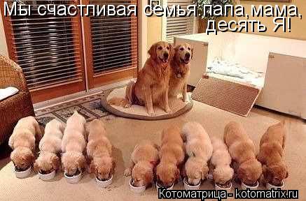 http://kotomatrix.ru/images/lolz/2013/07/20/kotomatritsa_WW.jpg