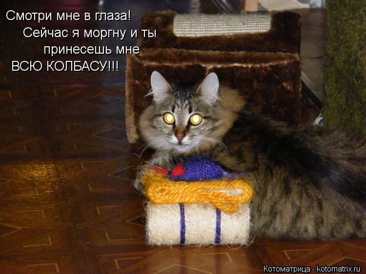 Смотри мне в глаза! Сейчас я моргну и ты принесешь мне ВСЮ КОЛБАСУ!!!... Котоматрица: Смотри мне в глаза! Сейчас я моргну и ты принесешь мне ВСЮ КОЛБАСУ!!!