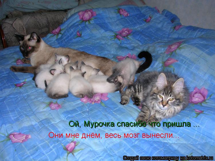 Ой, Мурочка спасибо что пришла ... Они мне днём, весь мозг вынесли...... Котоматрица: Ой, Мурочка спасибо что пришла ... Они мне днём, весь мозг вынесли...