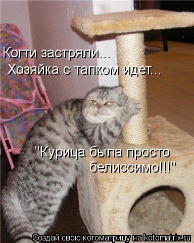 Когти застряли... Хозяйка с тапком идет... "Курица была просто белиссимо!!!"... Котоматрица: Когти застряли... Хозяйка с тапком идет... "Курица была просто белиссимо!!!"