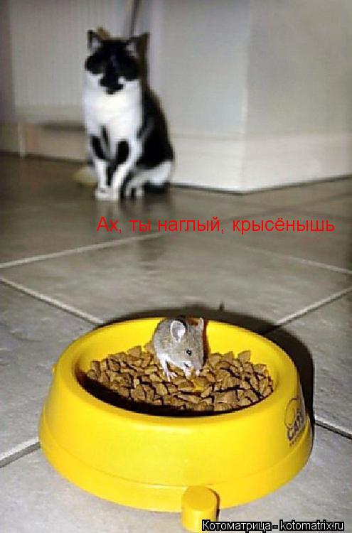 Ах, ты наглый, крысёнышь... Котоматрица: Ах, ты наглый, крысёнышь