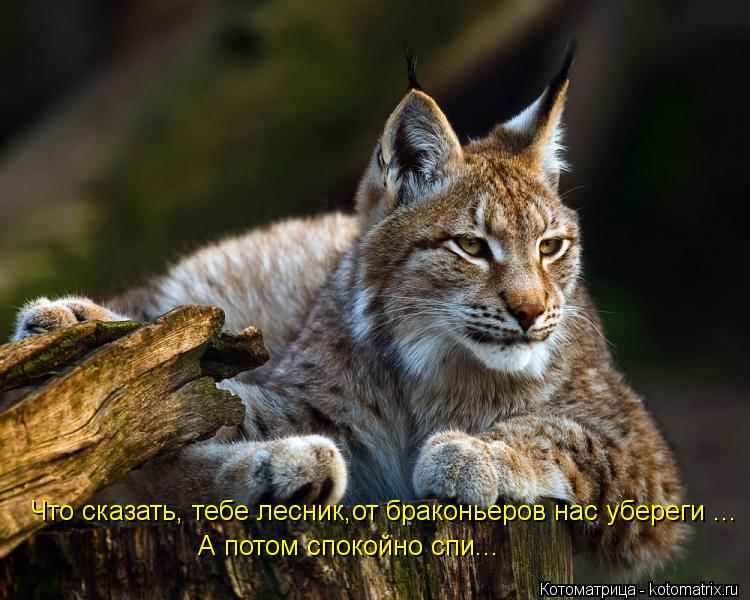Что сказать, тебе лесник,от браконьеров нас убереги ... А потом спокойно спи...... Котоматрица: Что сказать, тебе лесник,от браконьеров нас убереги ... А потом спокойно спи...