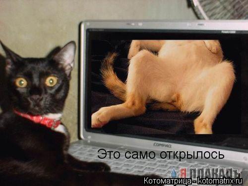 Это само открылось... Котоматрица: Это само открылось