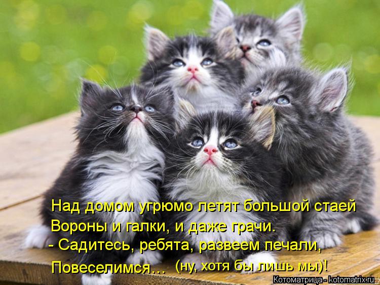 Над домом угрюмо летят большой стаей Вороны и галки, и даже грачи. - Садитесь, ребята, развеем печали... Котоматрица: Над домом угрюмо летят большой стаей Вороны и галки, и даже грачи. - Садитесь, ребята, развеем печали, (ну, хотя бы лишь мы)! Повеселимся…