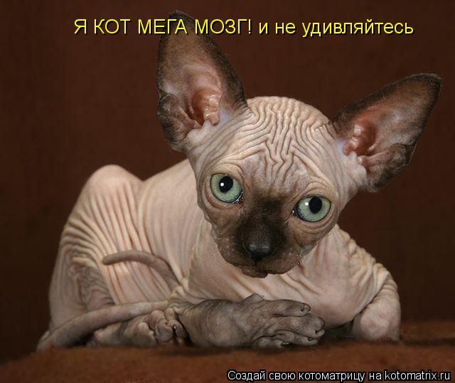Я КОТ МЕГА МОЗГ! и не удивляйтесь... Котоматрица: Я КОТ МЕГА МОЗГ! и не удивляйтесь