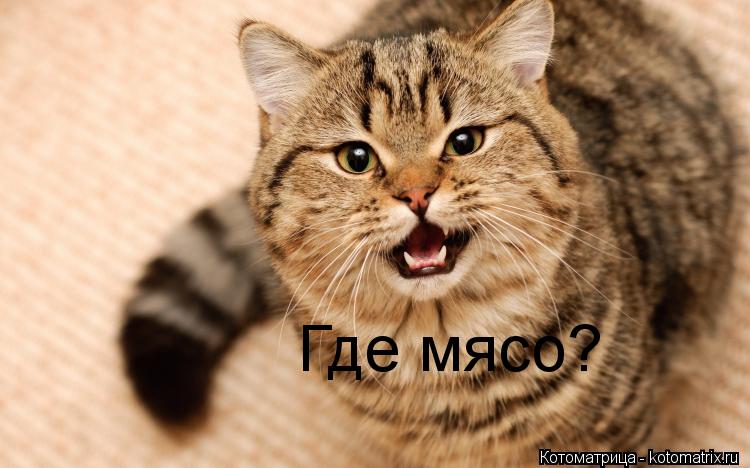 Где мясо?... Котоматрица: Где мясо?