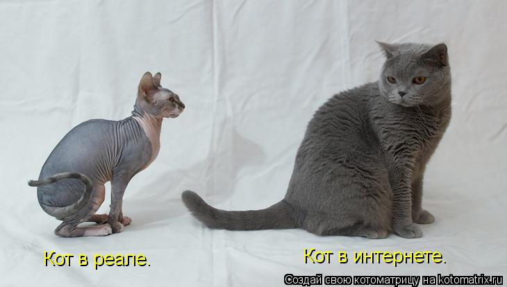 Кот в реале. Кот в интернете.... Котоматрица: Кот в реале. Кот в интернете.
