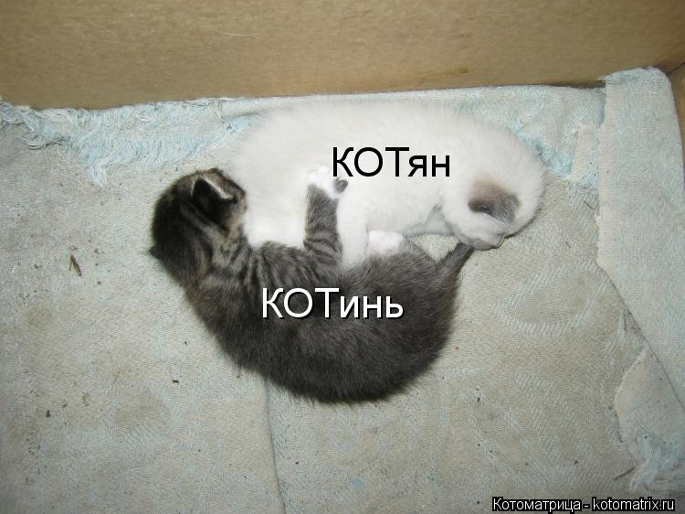 КОТинь КОТян... Котоматрица: КОТинь КОТян