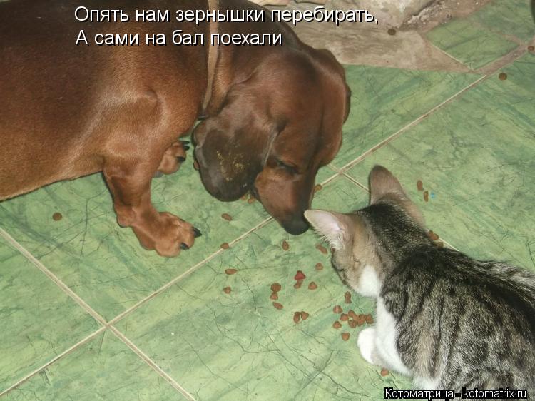Опять нам зернышки перебирать, А сами на бал поехали... Котоматрица: Опять нам зернышки перебирать, А сами на бал поехали