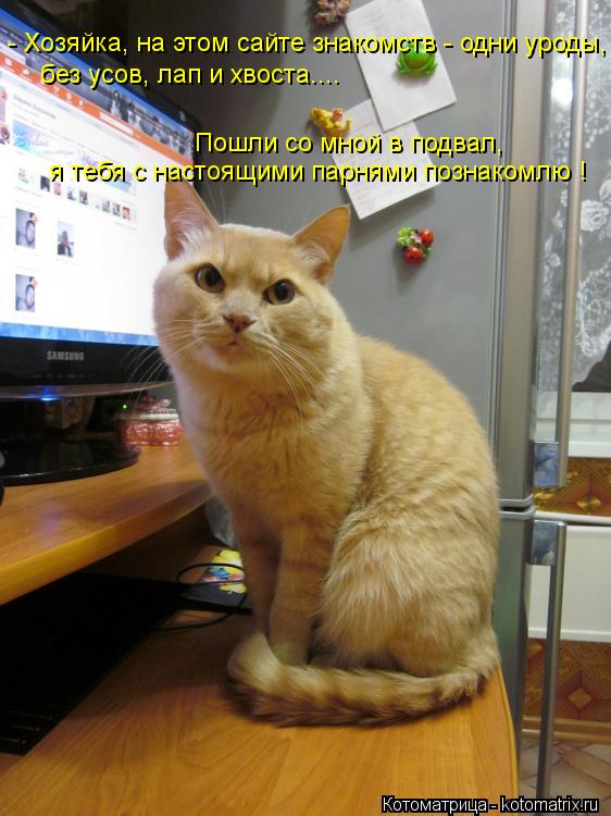 - Хозяйка, на этом сайте знакомств - одни уроды, без усов, лап и хвоста.... Пошли со мной в подвал, я... Котоматрица: - Хозяйка, на этом сайте знакомств - одни уроды, без усов, лап и хвоста.... Пошли со мной в подвал, я тебя с настоящими парнями познакомлю !