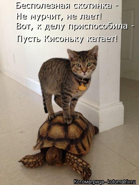 Бесполезная скотинка - Не мурчит, не лает! Вот, к делу приспособила - Пусть Кисоньку катает!... Котоматрица: Бесполезная скотинка - Не мурчит, не лает! Вот, к делу приспособила - Пусть Кисоньку катает!