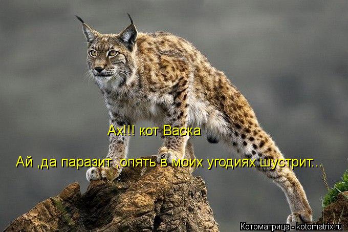Ах!!! кот Васка Ай ,да паразит ,опять в моих угодиях шустрит...... Котоматрица: Ах!!! кот Васка Ай ,да паразит ,опять в моих угодиях шустрит...
