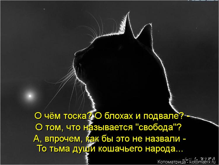Котоматрица: О чём тоска? О блохах и подвале? -  О том, что называется "свобода"? А, впрочем, как бы это не назвали -  То тьма души кошачьего народа...