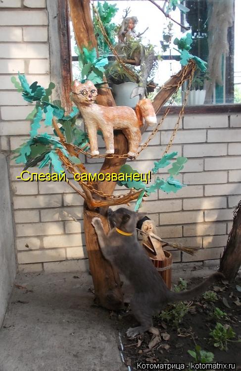-Слезай, самозванец!... Котоматрица: -Слезай, самозванец!