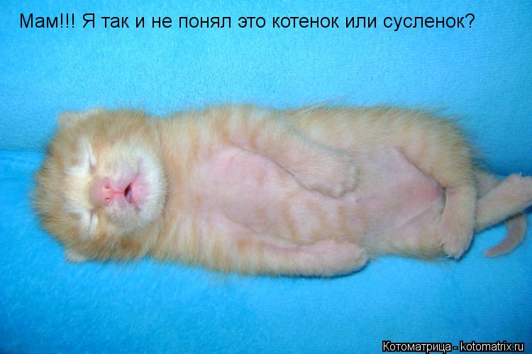 Мам!!! Я так и не понял это котенок или сусленок?... Котоматрица: Мам!!! Я так и не понял это котенок или сусленок?