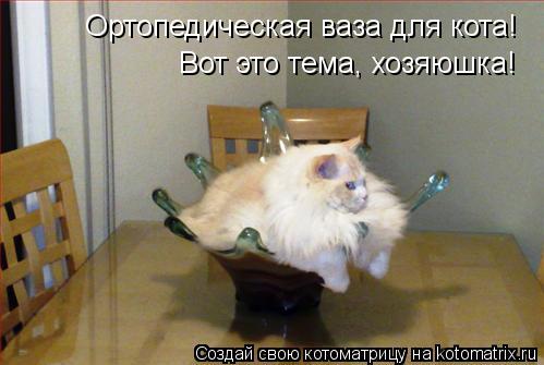 Ортопедическая ваза для кота! Вот это тема, хозяюшка!... Котоматрица: Ортопедическая ваза для кота! Вот это тема, хозяюшка!