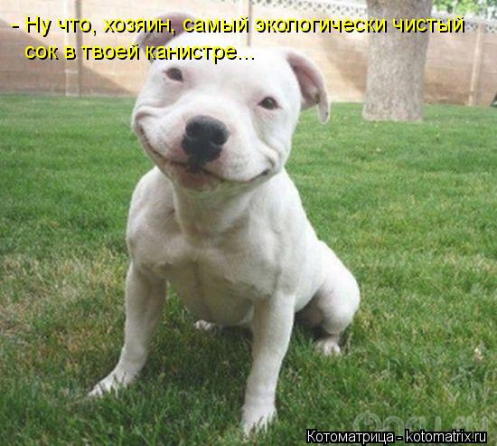 - Ну что, хозяин, самый экологически чистый сок в твоей канистре...... Котоматрица: - Ну что, хозяин, самый экологически чистый сок в твоей канистре...