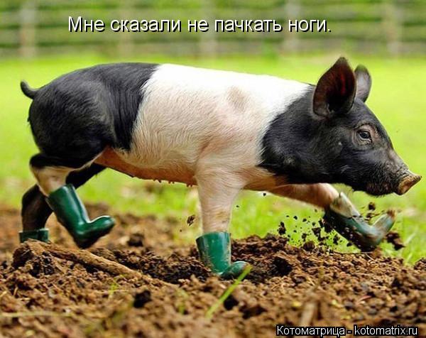 Мне сказали не пачкать ноги.... Котоматрица: Мне сказали не пачкать ноги.