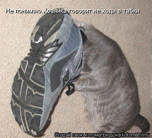Не понимаю.Хозяйка говорит не ходи в табки.... Котоматрица: Не понимаю.Хозяйка говорит не ходи в табки.