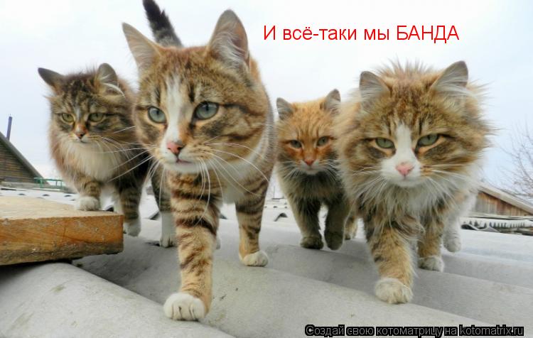 И всё-таки мы БАНДА... Котоматрица: И всё-таки мы БАНДА