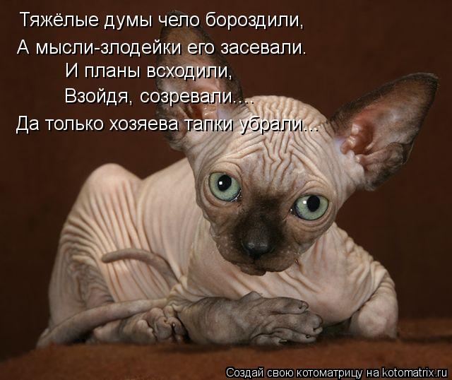 Тяжёлые думы чело бороздили, А мысли-злодейки его засевали. И планы всходили, Взойдя, созревали.... Д... Котоматрица: Тяжёлые думы чело бороздили, А мысли-злодейки его засевали. И планы всходили, Взойдя, созревали.... Да только хозяева тапки убрали...