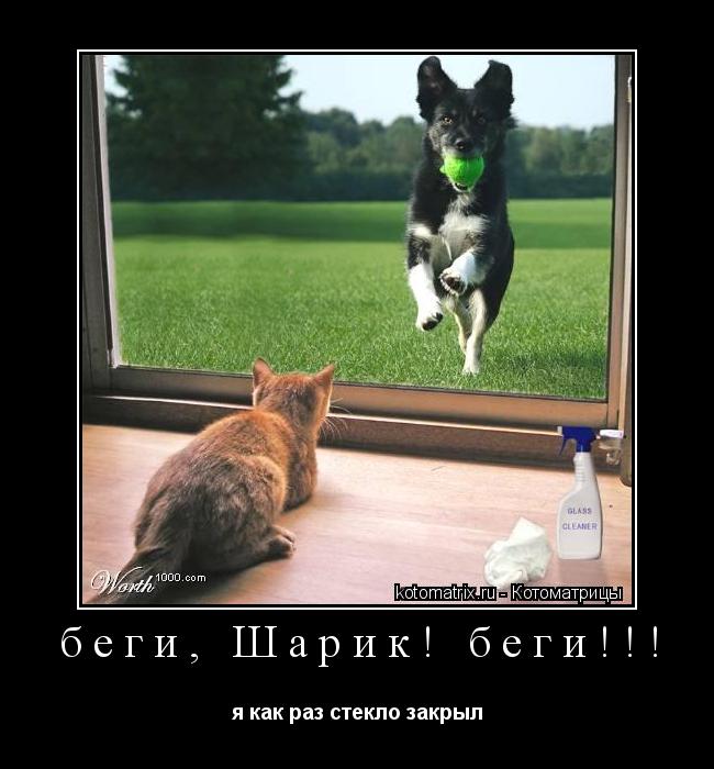 беги, Шарик! беги!!! я как раз стекло закрыл... Котоматрица: беги, Шарик! беги!!! я как раз стекло закрыл