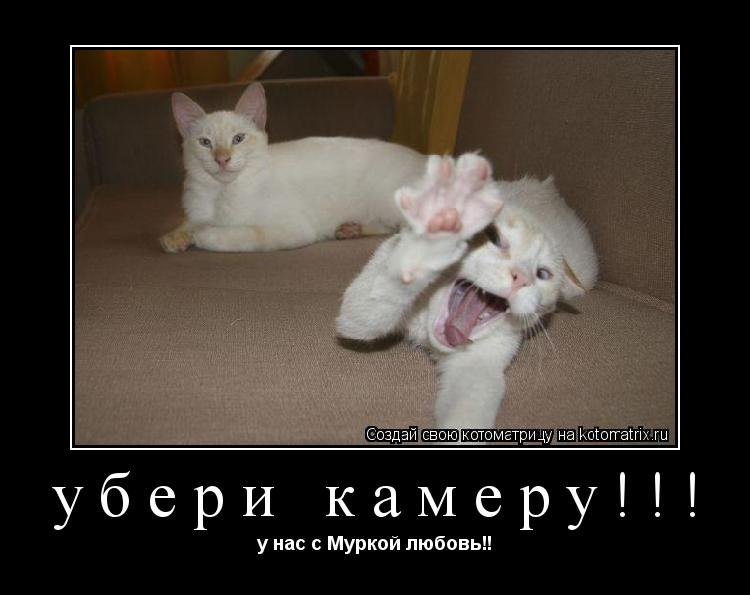 убери камеру!!! у нас с Муркой любовь!!... Котоматрица: убери камеру!!! у нас с Муркой любовь!!