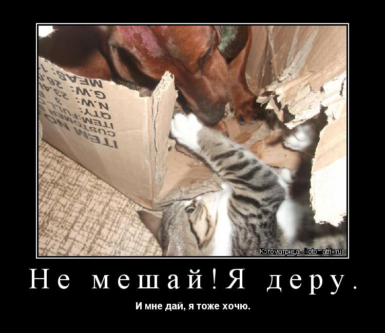 Не мешай!Я деру. И мне дай, я тоже хочю.... Котоматрица: Не мешай!Я деру. И мне дай, я тоже хочю.