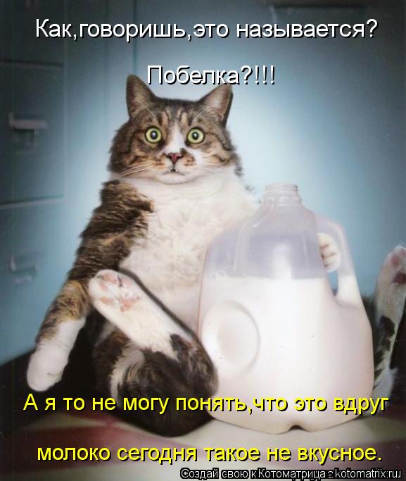 Котоматрица: Как,говоришь,это называется? Побелка?!!! А я то не могу понять,что это вдруг молоко сегодня такое не вкусное.