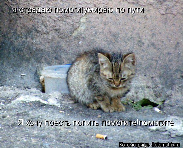 я страдаю помоги!умираю по пути я страдаю помоги!умираю по пути Я хочу поесть попить помогите!помогит... Котоматрица: я страдаю помоги!умираю по пути я страдаю помоги!умираю по пути Я хочу поесть попить помогите!помогите