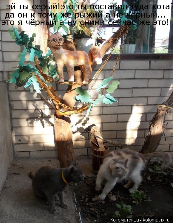 Котоматрица: эй ты серый!это ты поставил туда кота? да он к тому же рыжий а не чёрный...  это я чёрный а ну сними сейчас же это!