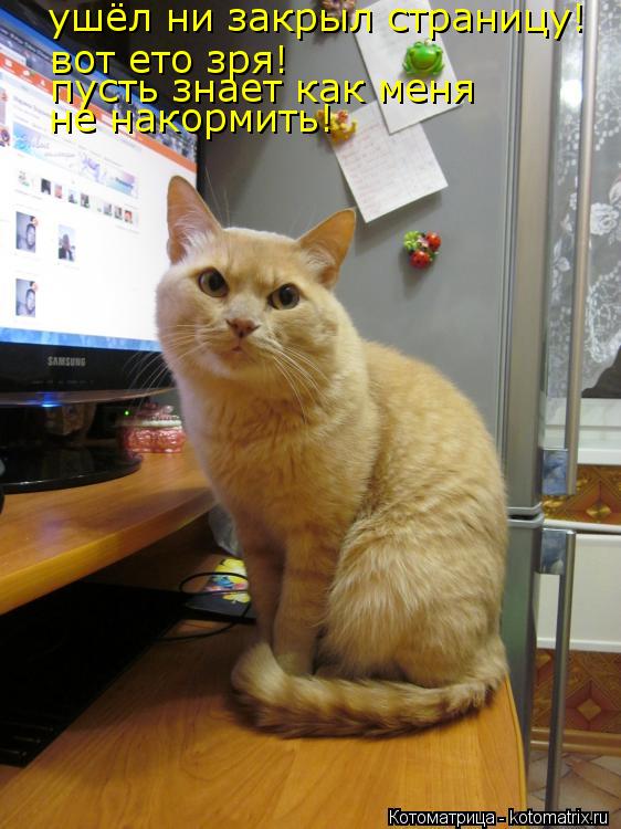ушёл ни закрыл страницу! вот ето зря! пусть знает как меня не накормить!... Котоматрица: ушёл ни закрыл страницу! вот ето зря! пусть знает как меня не накормить!