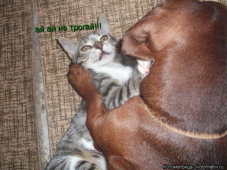 ай ай не трогай!!!... Котоматрица: ай ай не трогай!!!