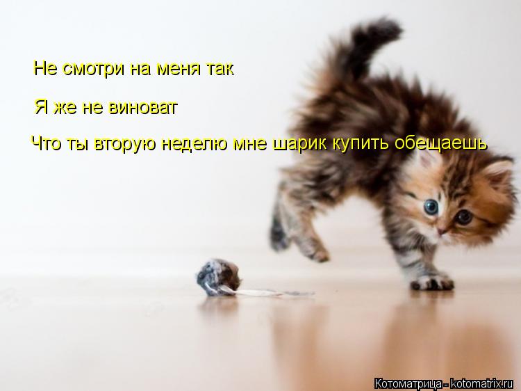 Котоматрица: Не смотри на меня так  Я же не виноват  Что ты вторую неделю мне шарик купить обещаешь