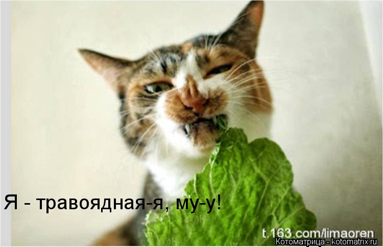 Я - травоядная-я, му-у!... Котоматрица: Я - травоядная-я, му-у!